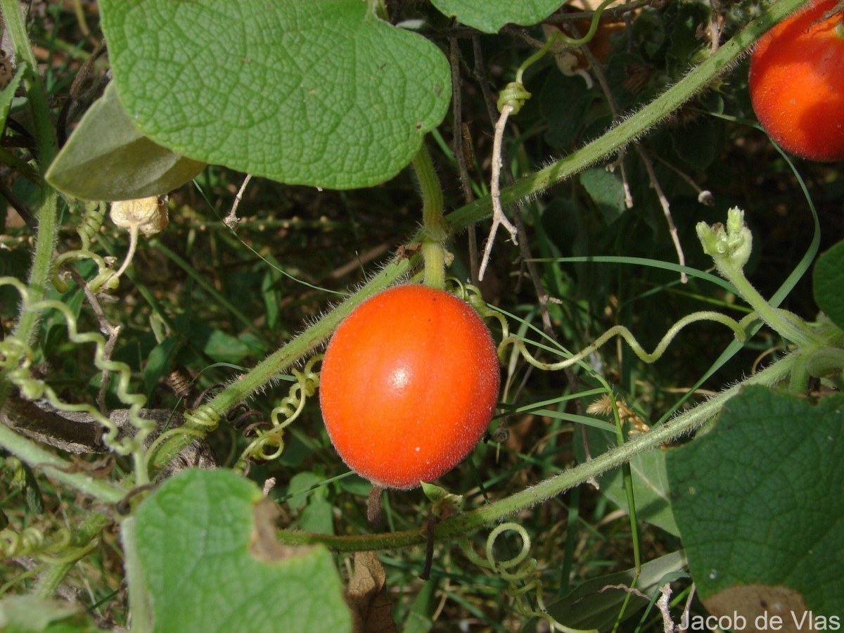 Trichosanthes scabra Lour.
